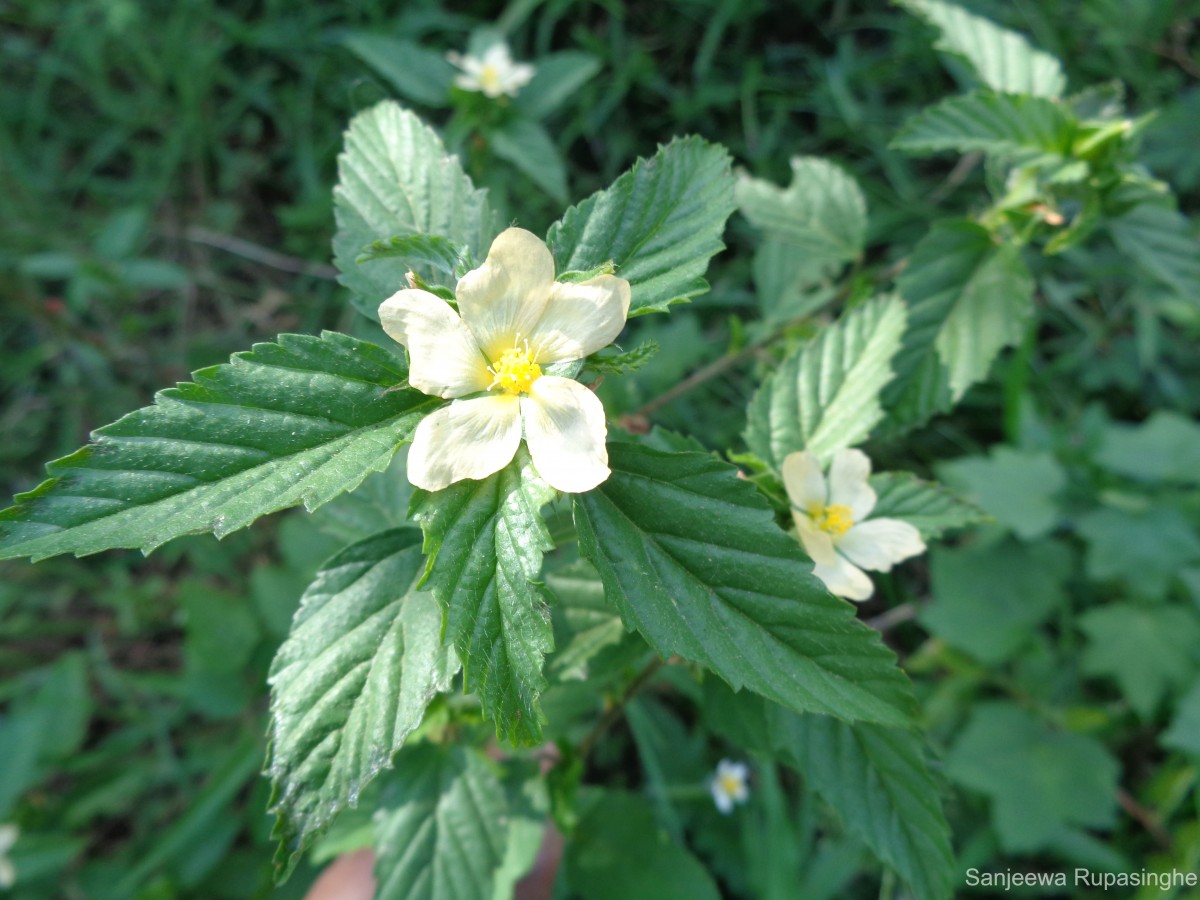 Malvastrum coromandelianum (L.) Garcke